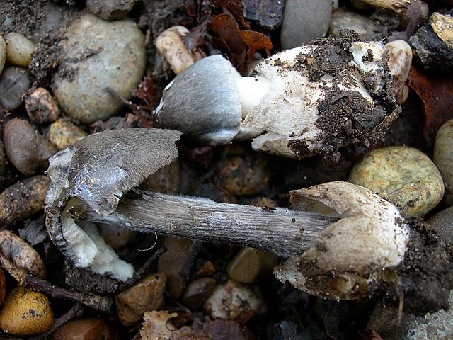Volvariella  terrea  sp.nov.